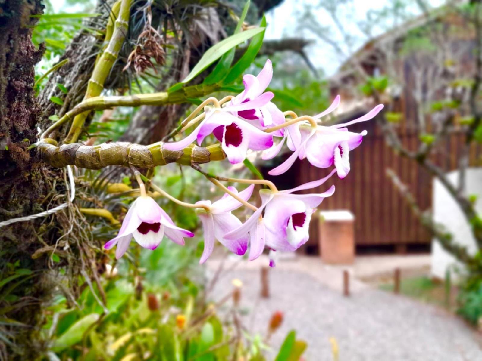 Recanto Das Bromelias Chales Гуарда-ду-Эмбау Экстерьер фото
